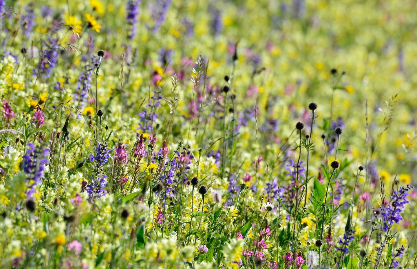 Blumenwiese in Ftan GR