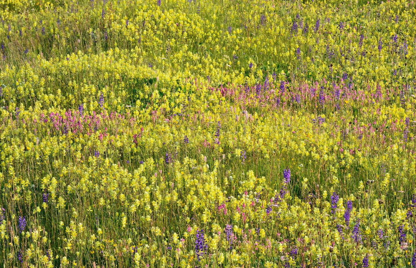Blumenwiese in Ftan GR