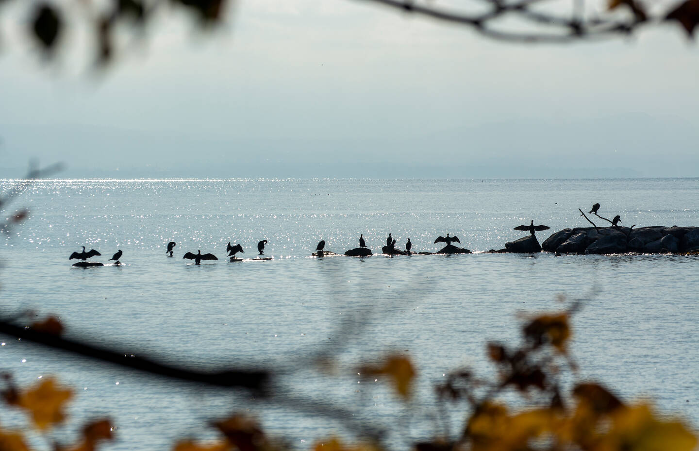 Ile des Oiseaux in Preverenges