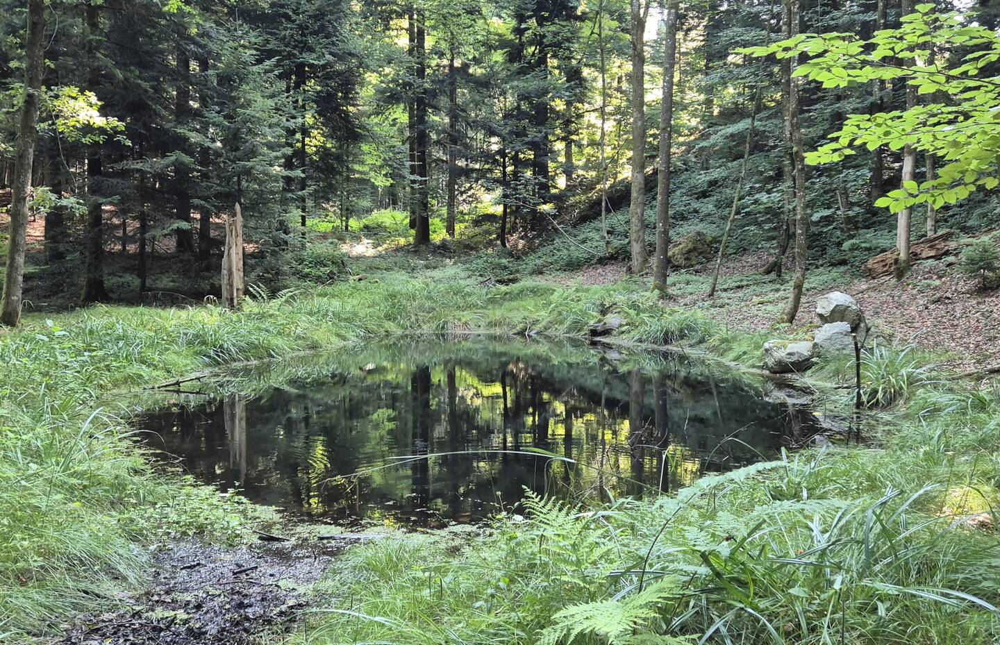 Waldweiher