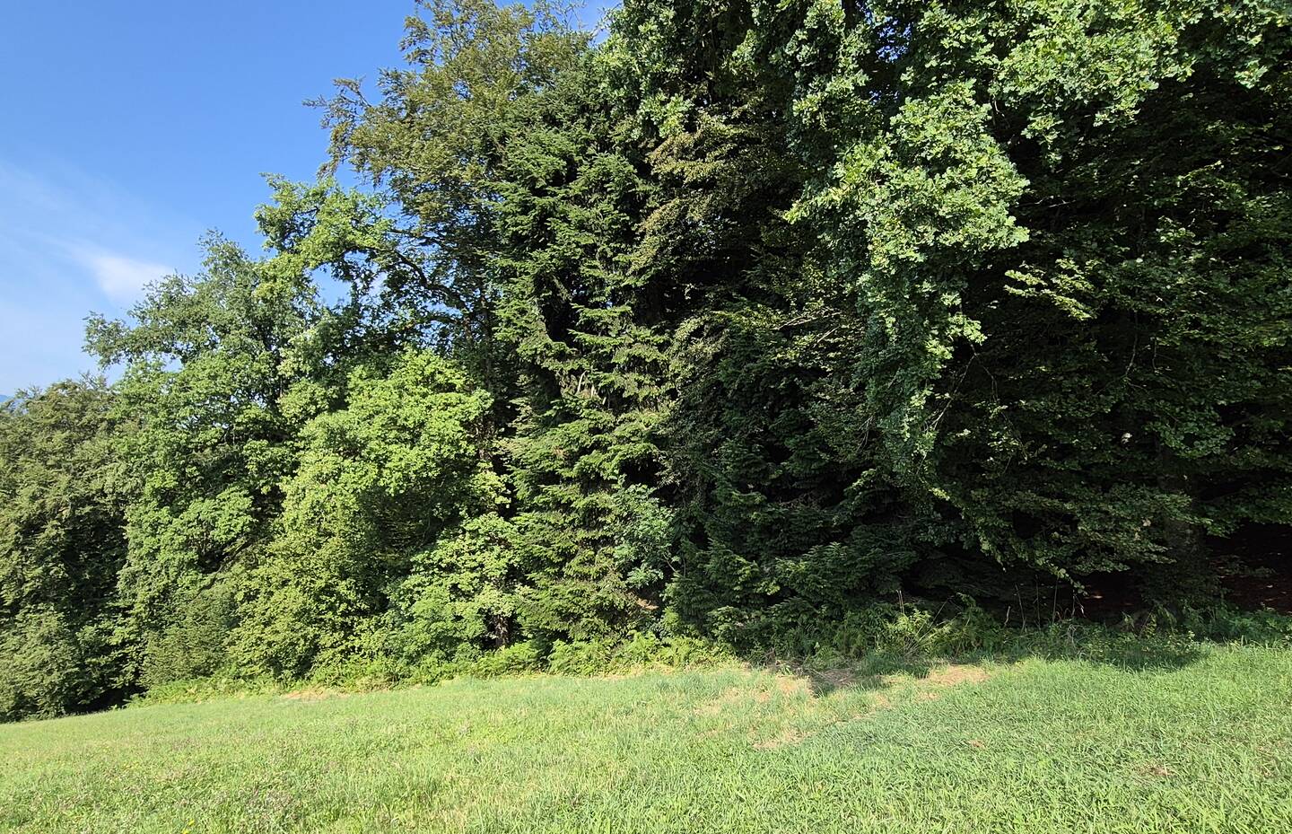 Waldrand am Panoramahof