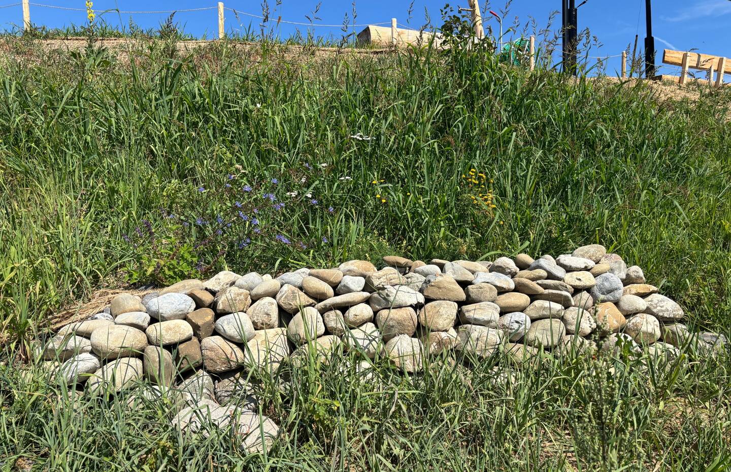 Kleinstrukturen wie der Steinhaufen im Vordergrund und blütenreiche Wildstauden gleich dahinter bereichern die Südböschung des Pumptracks Neuheim.