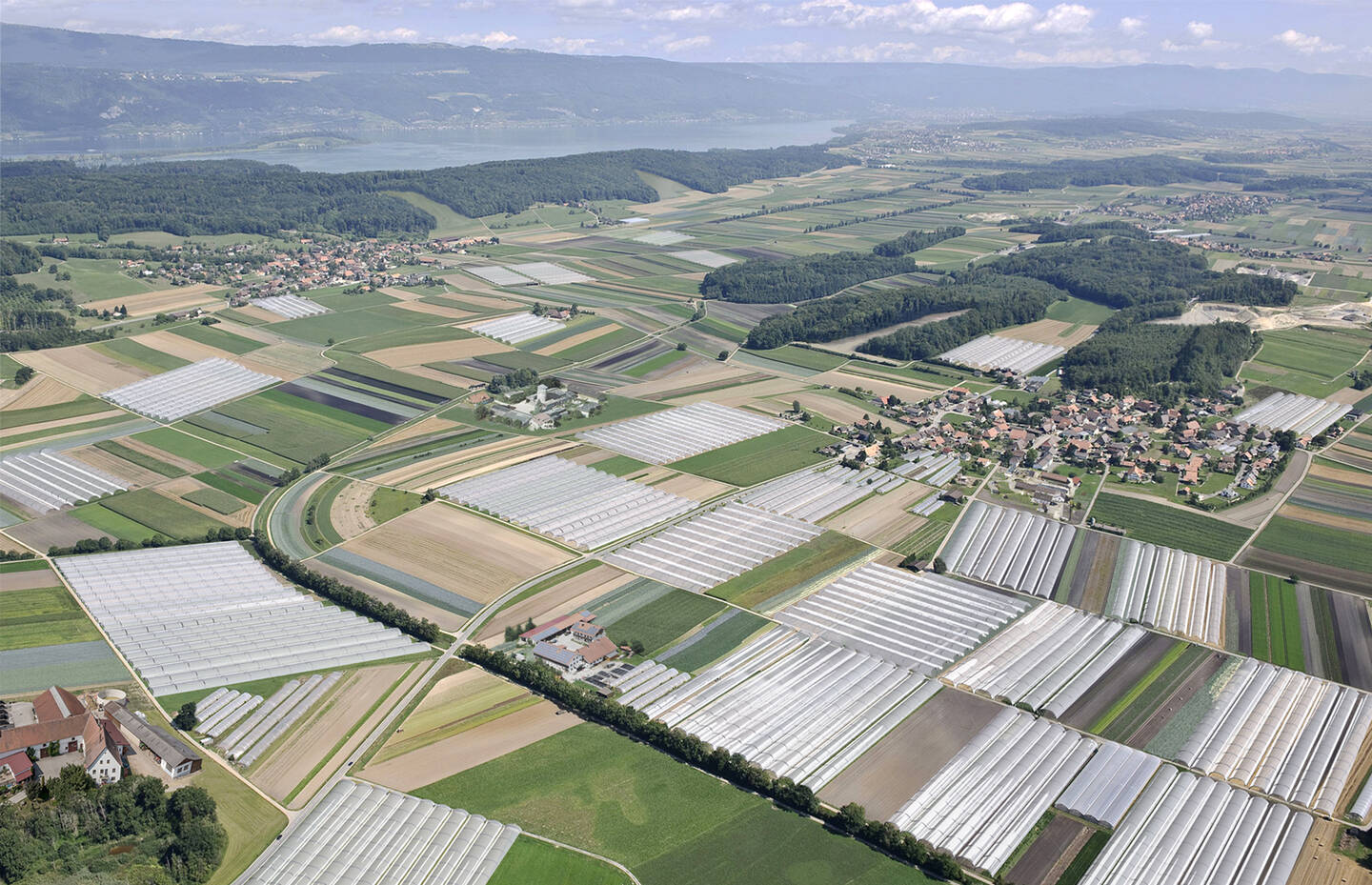 Grosses Moos im Jahr 2050