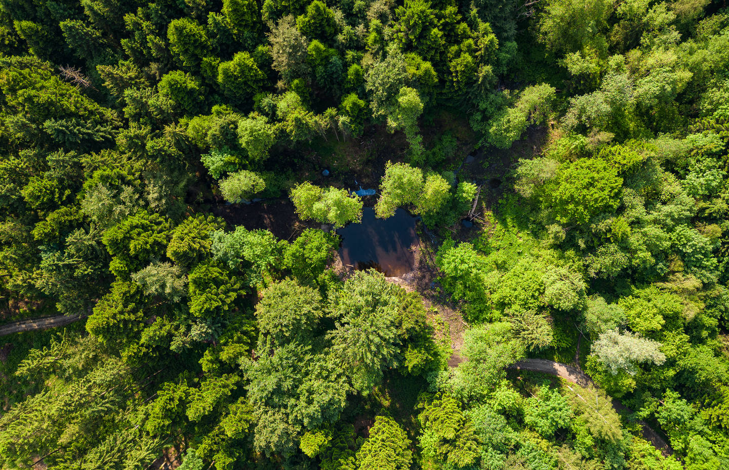 Weiher im Bannwald