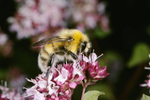 Hummeln (hier die Helle Erdhummel) gehören zu den wenigen staatenbildenden Wildbienenarten (Foto: Albert Krebs).