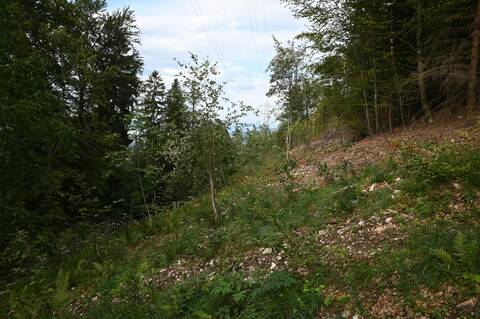 Stromtrasse Hofstetten BlauenNordhang