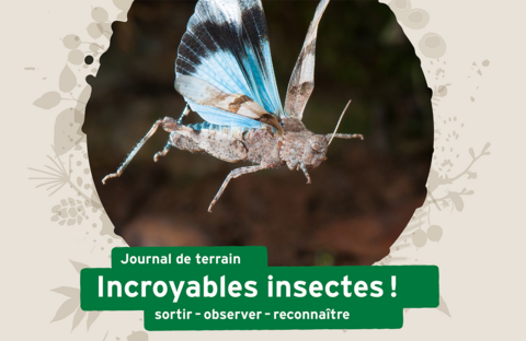 Journal de terrain «Incroyables insectes!»