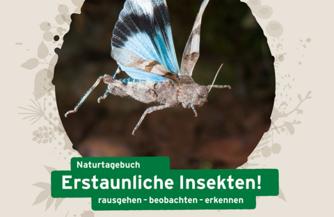 Titelbild Naturtagebuch Erstaunliche Insekten