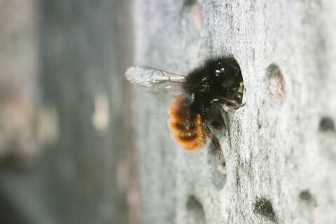 Osmia cornuta