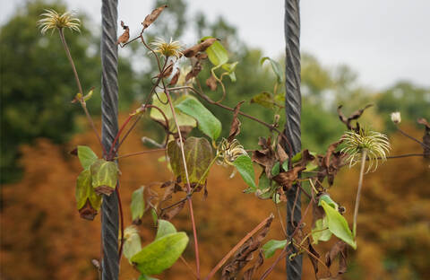 Kletterpflanzen im Herbst