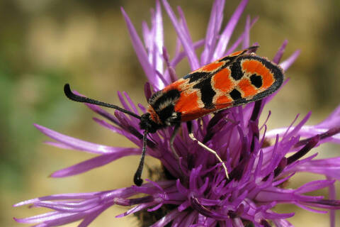 Zygaena fausta