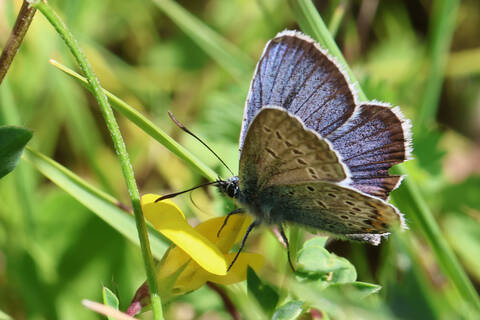 plebejus argus