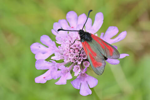 zygaena minos