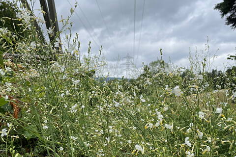 Ein Jahr nach dem Ersteingriff im Birgel blüht bereits die Graslilie