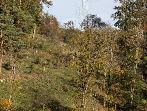 Mittlerer Brandel: Mosaik aus Feucht- und Trockenlebensräumen