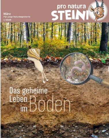 Steini Boden