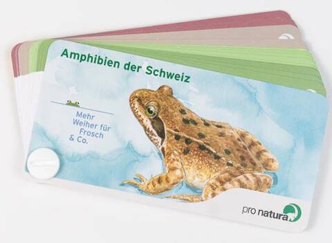 Bestimmungsfächer Amphibien