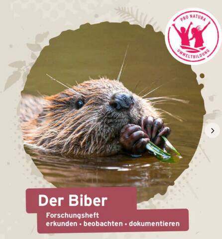 Unterrichtsmaterial Biber 