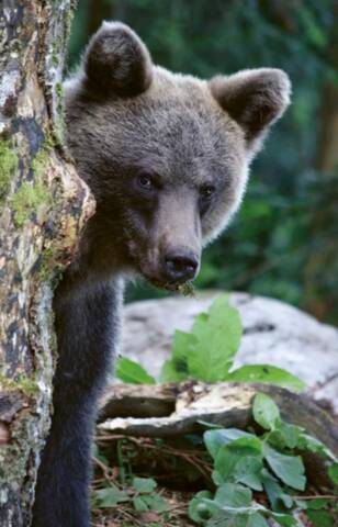 Ours Pro Natura