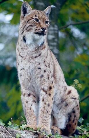 Lynx Pro Natura