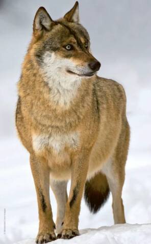Loup