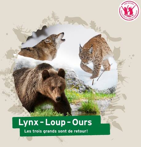 Lynx, Loup, Ours