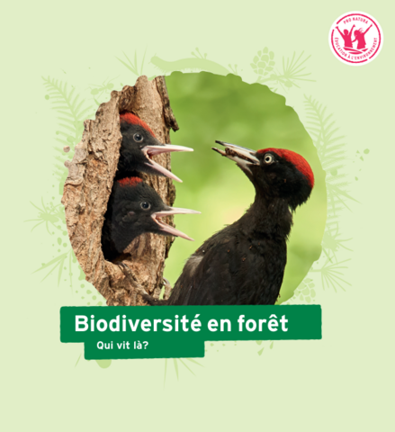 Dossier biodiversite en foret
