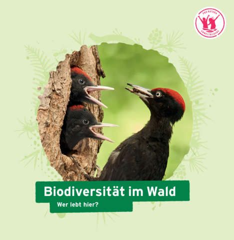 Unterrichtsdossier Biodiversitaet im Wald