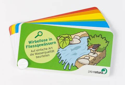 BestimmungsfächerWirbellose