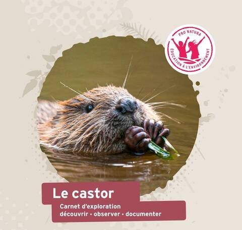 Castor Unterrichtsmaterial