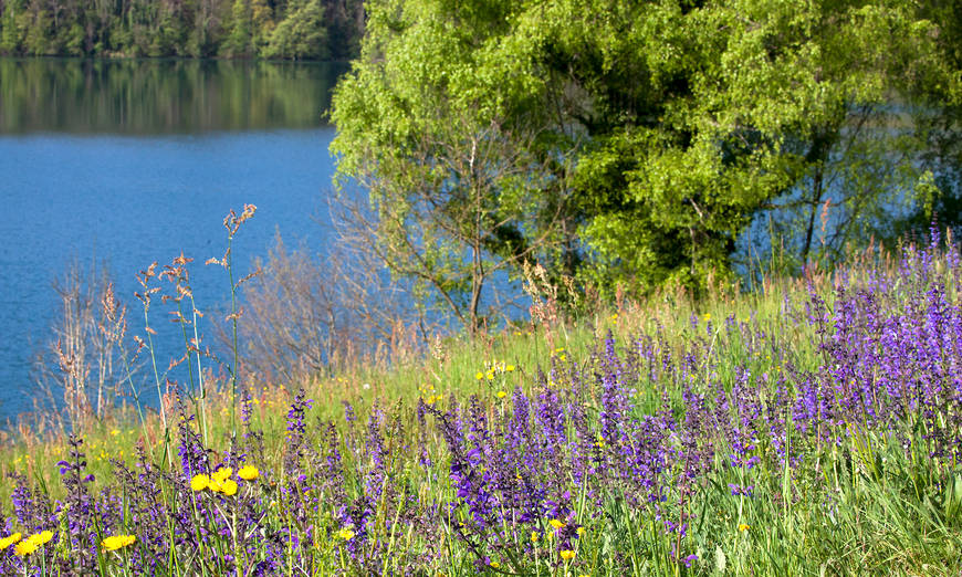 Rivière bordée d'arbres, au premier plan une prairie fleurie