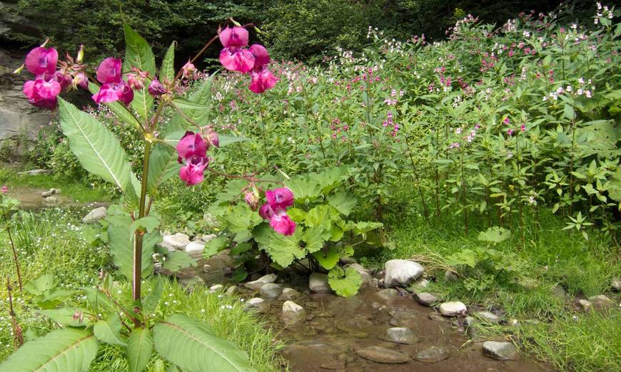 Die Samen des  Drüsigen Springkrauts werden mit dem Wasser weit verteilt