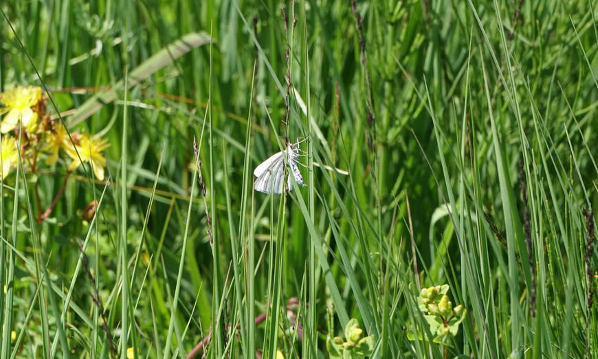 Insektenreiche Blumenwiese