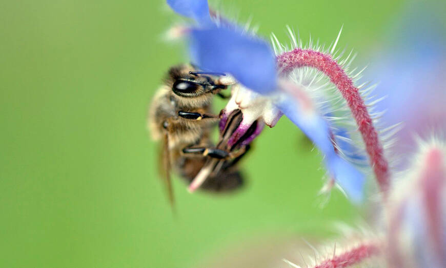 Biene Borretsch saugt Nektar aus Blüte