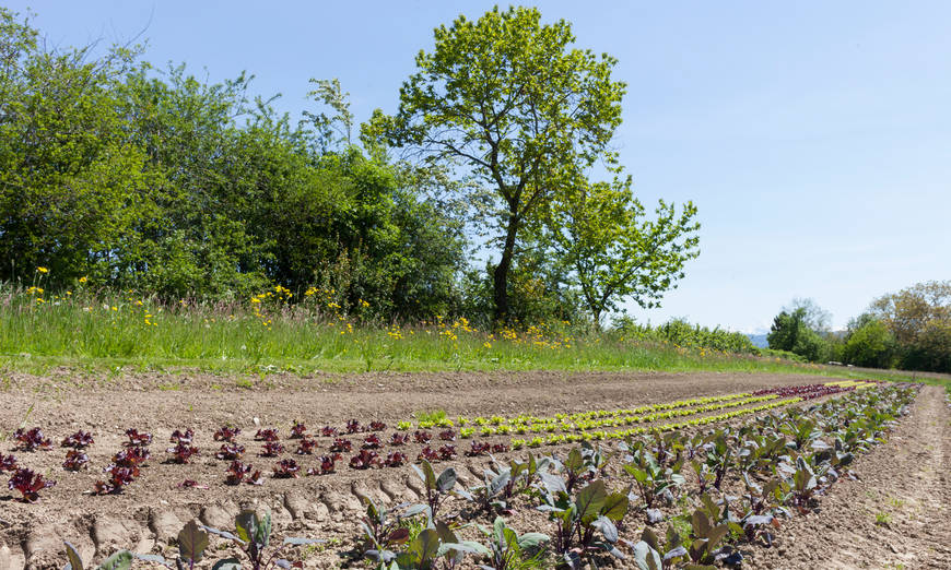 Gemüsebeet biodynamischer Hof Iffwil