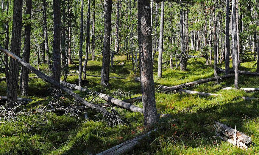 Natürlicher Wald