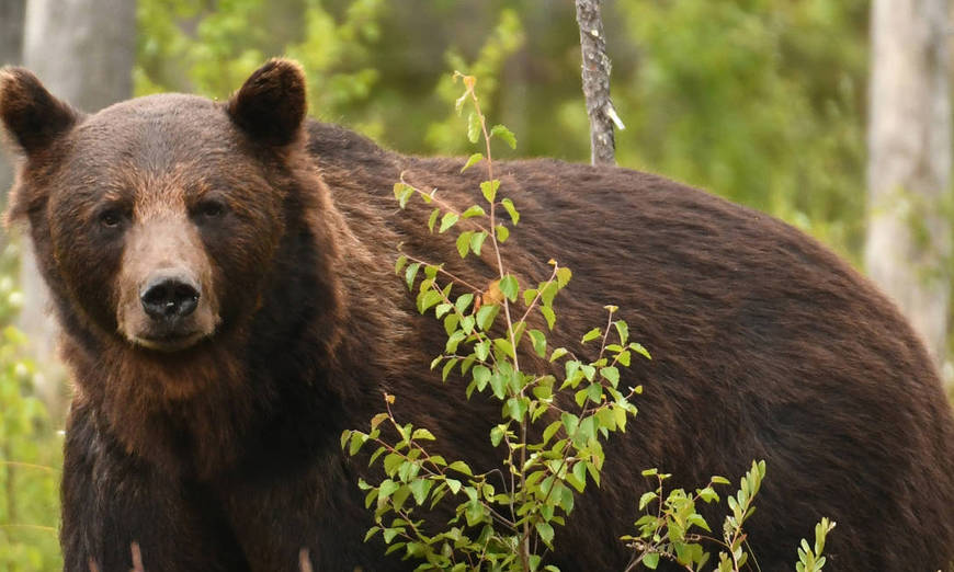 Bär