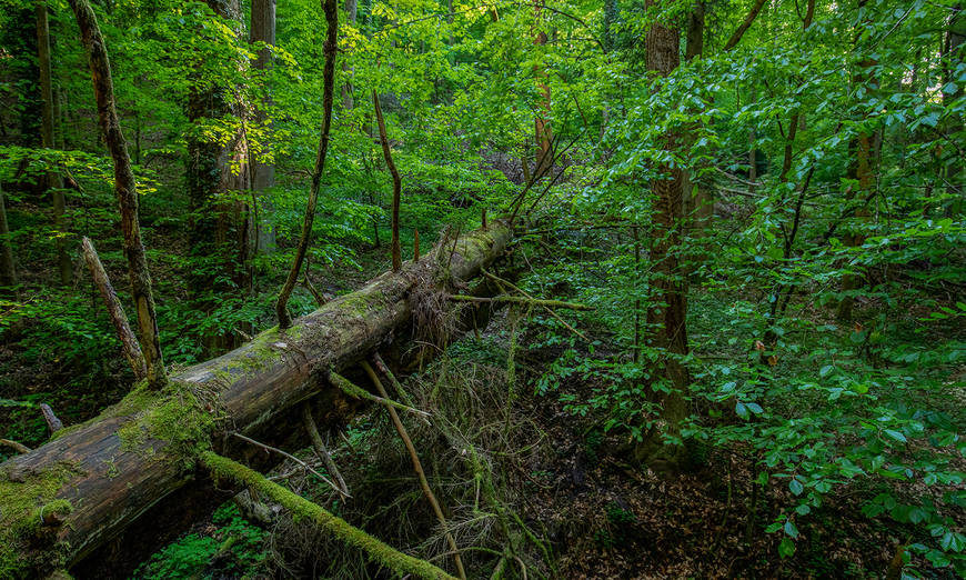 Réserve de forêt naturelle