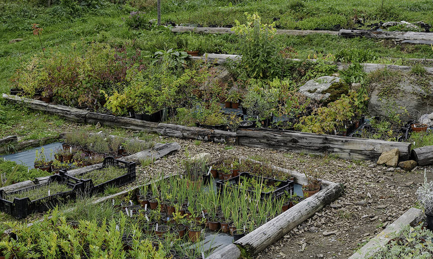 Kräutergarten Schweibenalp