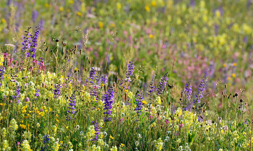 Blumenwiese an einem Frühlingstag