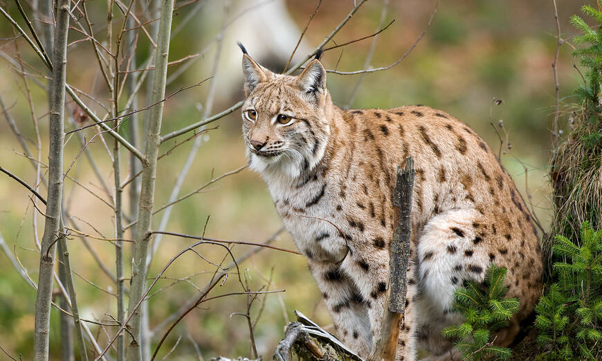 Lynx assis