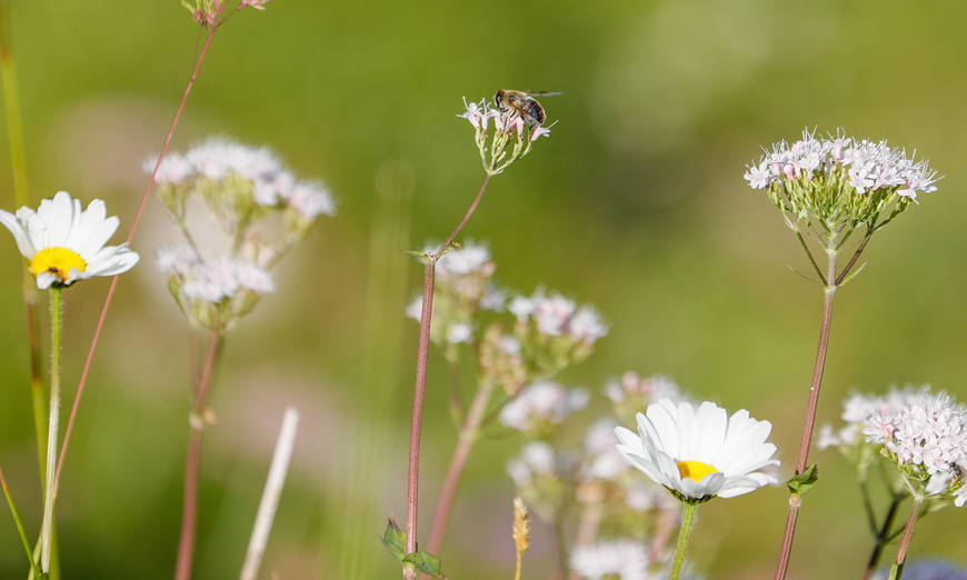 Schwebefliege auf Blume