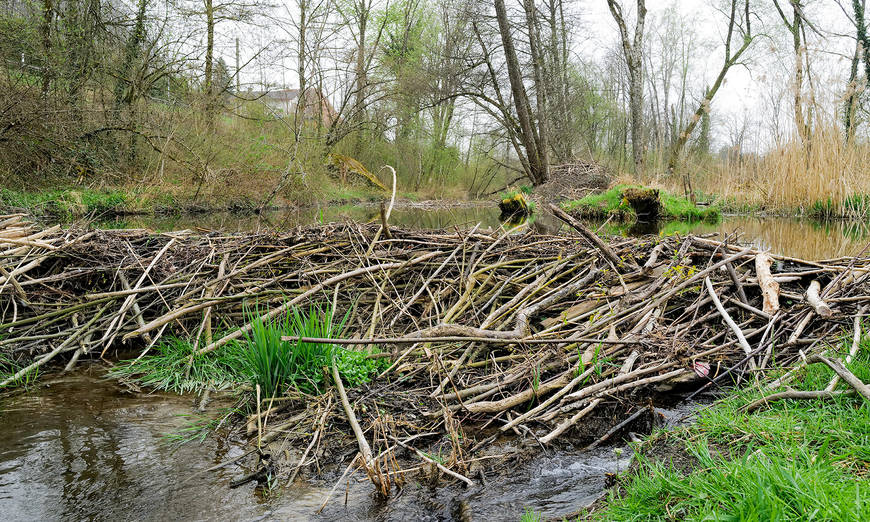 Biberdamm am Eichibach BE