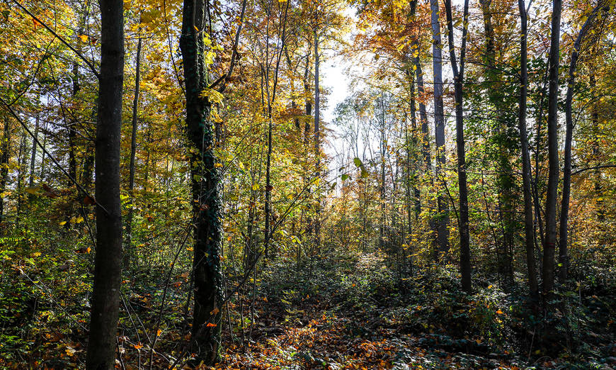 Herbstlicher Wald