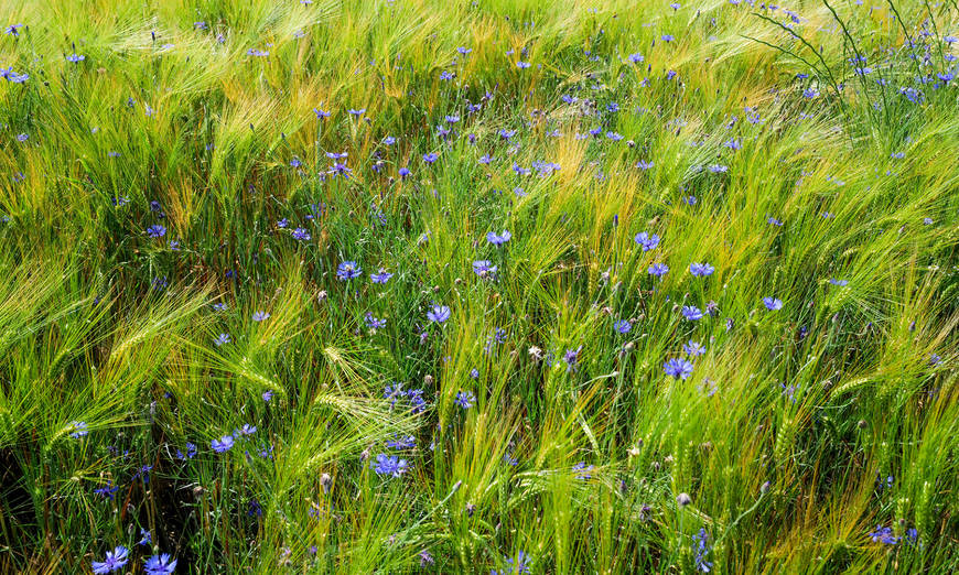 Kornblumen in Getreidefeld