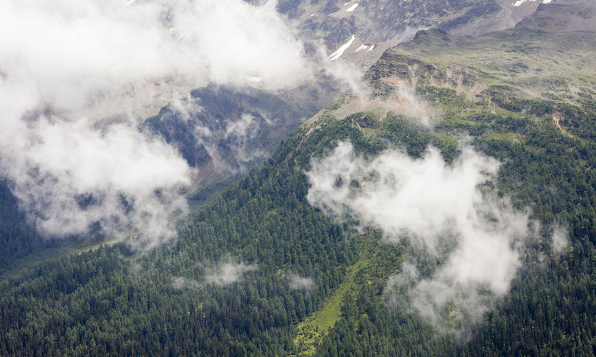 Schutzwald im Lötschental VS