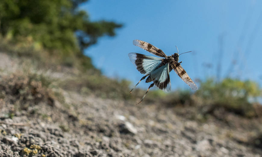 Blauflügelige Ödlandschrecke