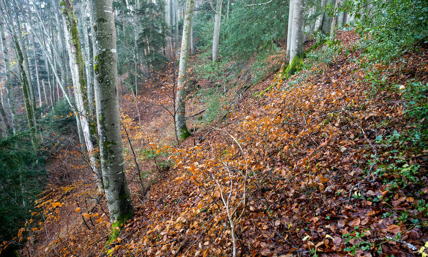 Schutzgebiet Burstel