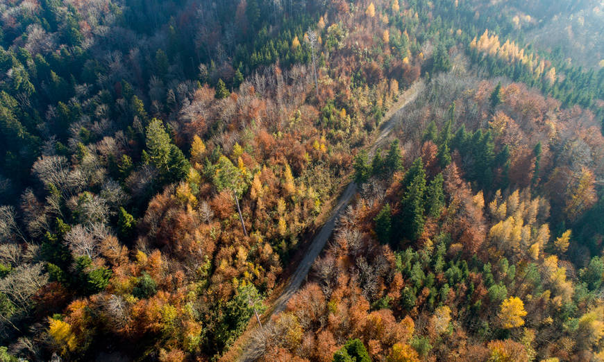 Wald von oben