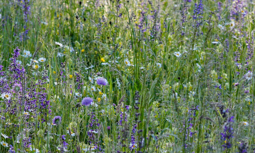 Blumenwiese